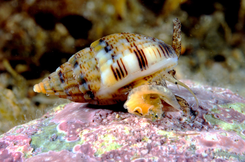 Prosobranco da determinare